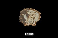 藏品(黑松螺)的圖片